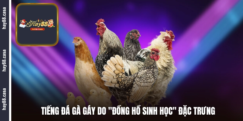 Tiếng đá gà gáy do "đồng hồ sinh học" đặc trưng