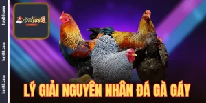 đá gà gáy hay88