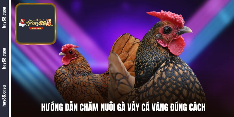 Hướng dẫn chăm nuôi gà vảy cá vàng đúng cách