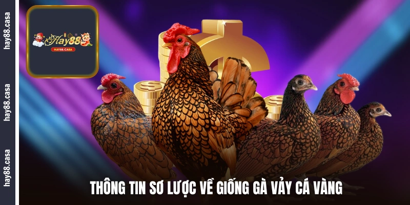 Thông tin sơ lược về giống gà vảy cá vàng