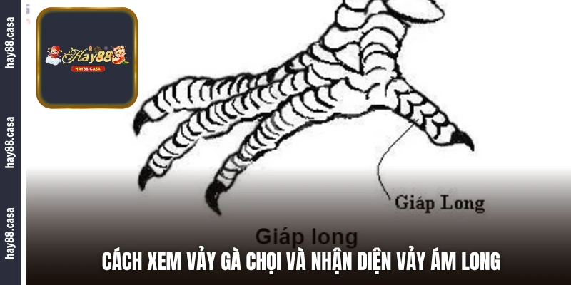 Cách xem vảy gà chọi và nhận diện vảy Ám Long