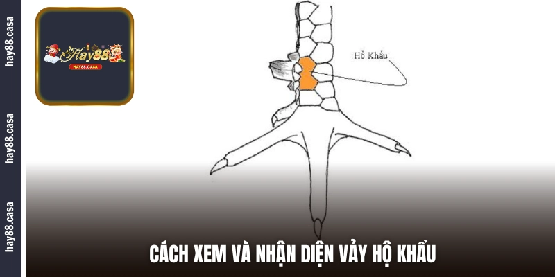 Cách xem và nhận diện vảy Hộ Khẩu