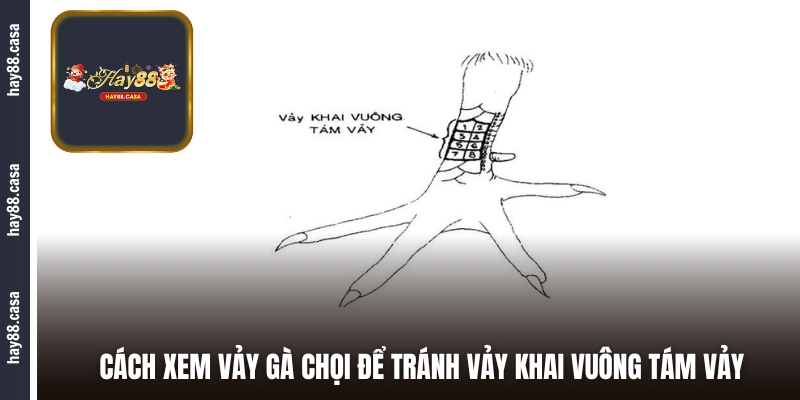 Cách xem vảy gà chọi để tránh vảy Khai Vuông Tám Vảy