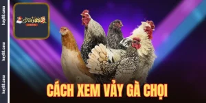 cách xem vảy gà chọi